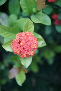 Close-up of pink flower blooming outdoors