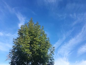 Low angle view of trees against blue sky