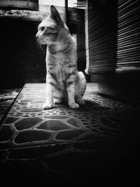 Cat sitting by water