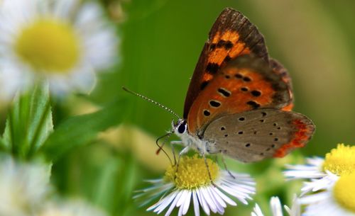 Close-up of butterfly pollinating on flower