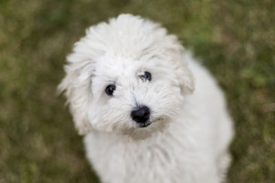 Portrait of a white poodle puppy outdoors