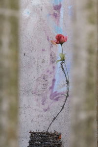 Close-up of red flowering plant against wall