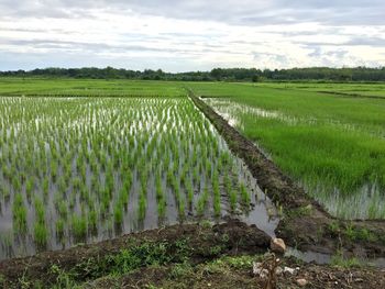 Scenic view of agricultural field against sky