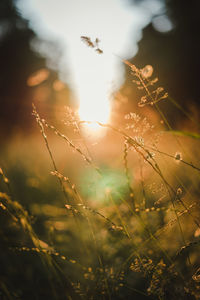 Close-up of grass growing in field