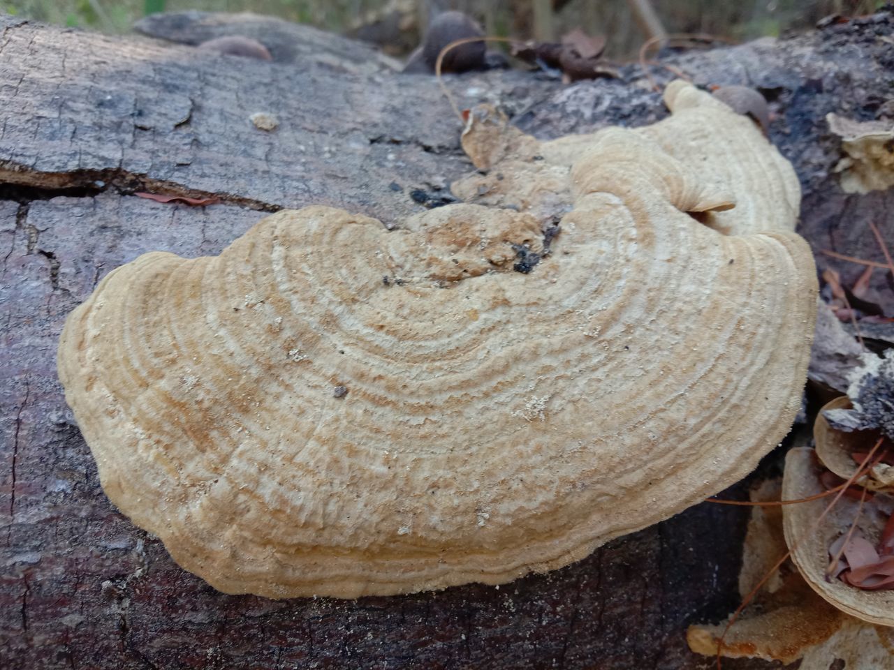 HIGH ANGLE VIEW OF HEART SHAPE ON WOOD