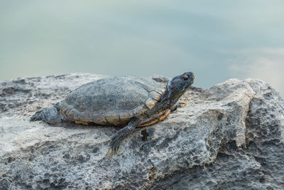 Turtle sunbathing on the rock.