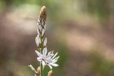 Close-up of flowering plant on field