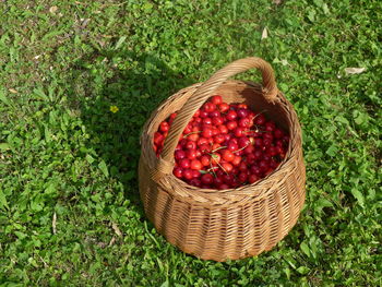 High angle view of strawberries in basket on field