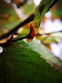 Close-up of wet leaves