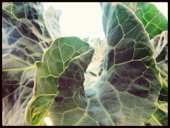 Close-up of leaves