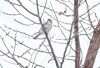 Low angle view of bird perching on bare tree