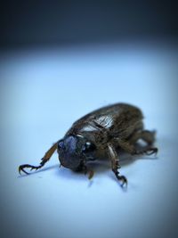 Close-up of insect on white background