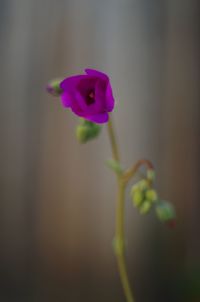 Close-up of purple flowers blooming outdoors