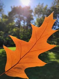 Close-up of orange maple leaves against sky