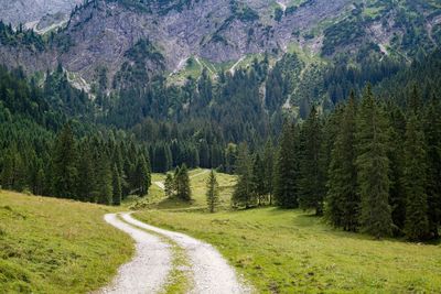 Panoramic view of pine trees in forest