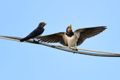 Low angle view of birds flying against clear sky