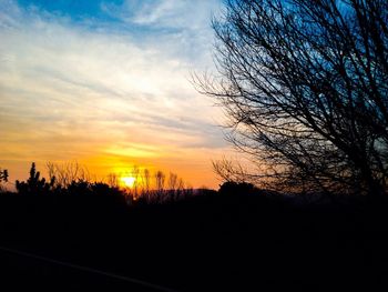 Silhouette of trees at sunset