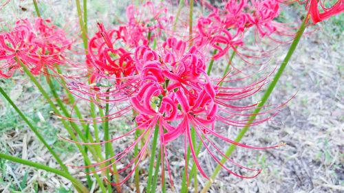 Close-up of red flowers blooming outdoors