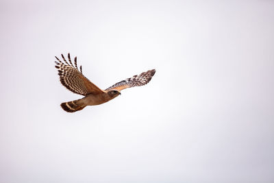 Pair of red shouldered hawk birds buteo lineatus near their nest in the crew corkscrew sanctuary 