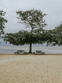 Trees on beach against sky