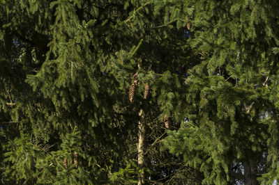 Trees growing in the forest