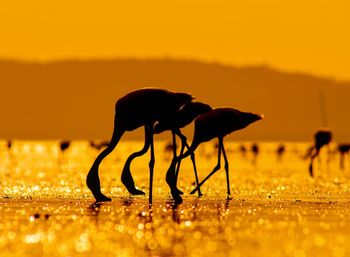 Silhouette bird drinking water