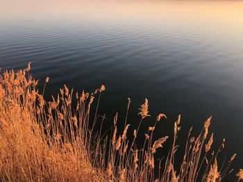 High angle view of plants by lake against sky