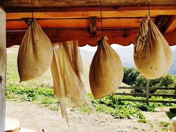 Close-up of fruits hanging on wood