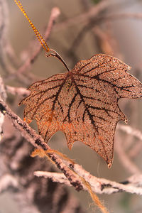 Close-up of dried plant