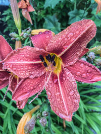 Close-up of wet orange flower blooming outdoors