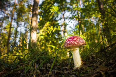 Beautiful, poisonous fly agaric growing in the forest. non-edible mushroom in northern europe.