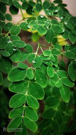 Close-up of fresh green leaves