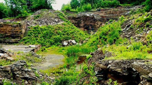 Plants and trees on landscape