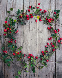 Close-up of red flowers