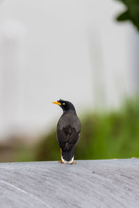 Close-up of bird perching on wood