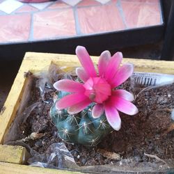 High angle view of pink flower in pot