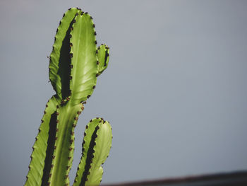 Waxish cactus