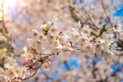 Close-up of cherry blossoms in spring