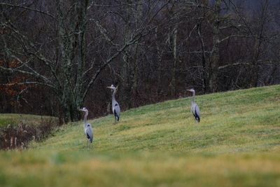 Birds flying in a field