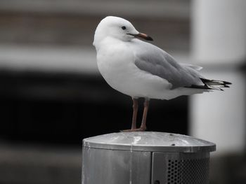 Solitary bird