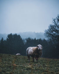 Sheep standing on grassy field against clear sky