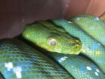 Close-up of lizard