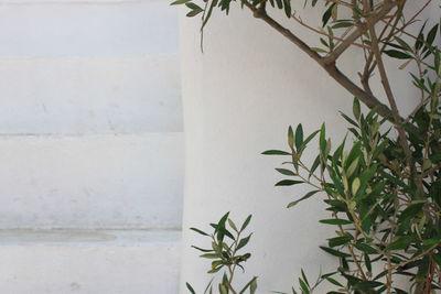 Close-up of potted plant against wall