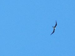 Low angle view of birds flying against clear blue sky