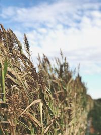 Close-up of plants growing on field against sky