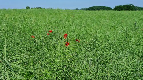 Plants growing on field