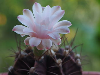 Close-up of pink flowering plant