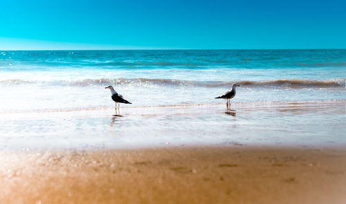 Seagulls on beach