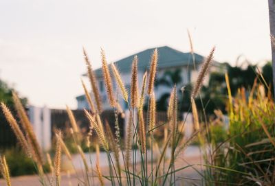 Close-up of stalks in field against clear sky