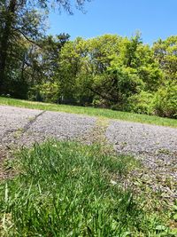 Plants growing on field against clear sky